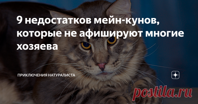 9 недостатков мейн-кунов, которые не афишируют многие хозяева Красавцы с кисточками на ушах пришли к человеку прямиком из дикой природы, прихватив с собой максимум знаний и навыков. И это — совсем не те привычки, что свойственны рядовым котофеям. Мейн-кун даже умывается на свой манер! Достоинств у кунов пруд пруди, но мелкие недостатки всё же имеются. 9. Акселераты-переростки Куны всегда остаются котятами: долго взрослеют, а к половой зрелости ползут со скоростью улитки. Т...