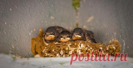 Птенчики...