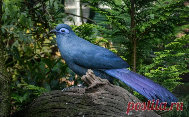 ОЧАРОВАТЕЛЬНАЯ ГОЛУБАЯ МАДАГАСКАРСКАЯ КУКУШКА