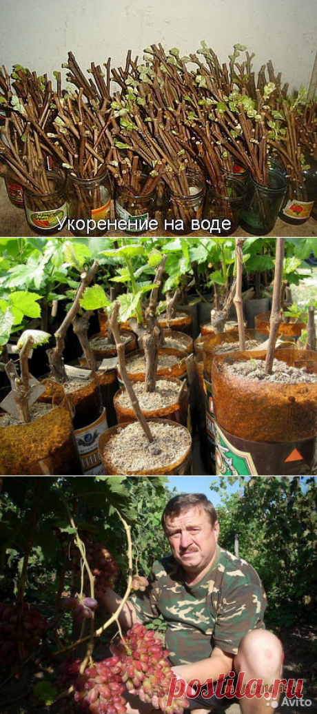 ПОЛЕЗНЫЕ СОВЕТЫ ДАЧНИКАМ: СЕКРЕТЫ ЧЕРЕНКОВ, КАКУЮ ПОЛЬЗУ НЕСУТ ОТХОДЫ....