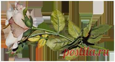 Дневник piskla