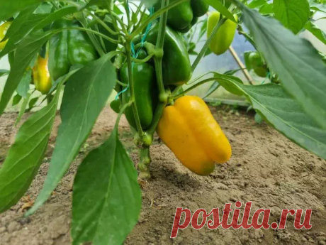 Урожай перца увеличится втрое: чем подкормить рассаду для мясистых плодов. Многие огородники годами не могут добиться обильного плодоношения перца, даже соблюдая базовые правила ухода.