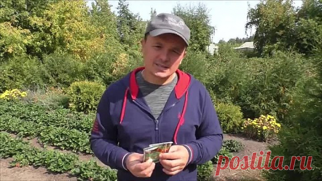 Очень важная осенняя подкормка многолетников осенью!