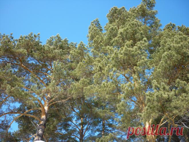 Хвойный лес