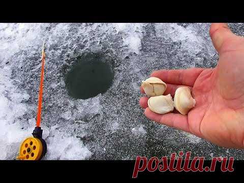 Реакция рыбы на Пельмени! Лещ, окунь, плотва. Подводная съемка