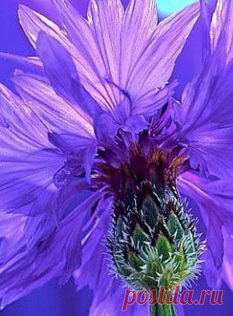 ♥ • ♥ • ♥ ✫ℒℴνℯ✫ ♥ • ♥ • ♥