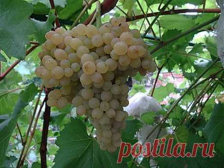 кишмиш 342 - vitalikgybanovsortavinograda