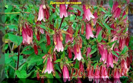 Шестнадцать самых беспроблемных из неприхотливых: цветник с минимальным уходом | Дачные истории | Дзен