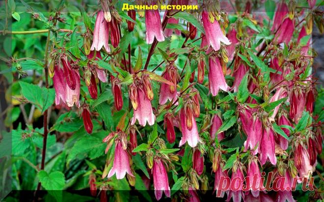 Шестнадцать самых беспроблемных из неприхотливых: цветник с минимальным уходом | Дачные истории | Дзен