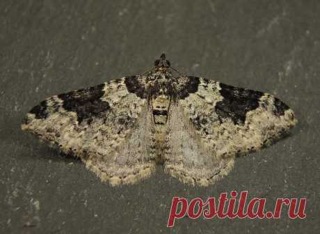 Garden Carpet (Xanthorhoe fluctuata) A Garden Carpet moth taken in my back garden, Chippenham, Wiltshire, UK on the 18th September 2020.