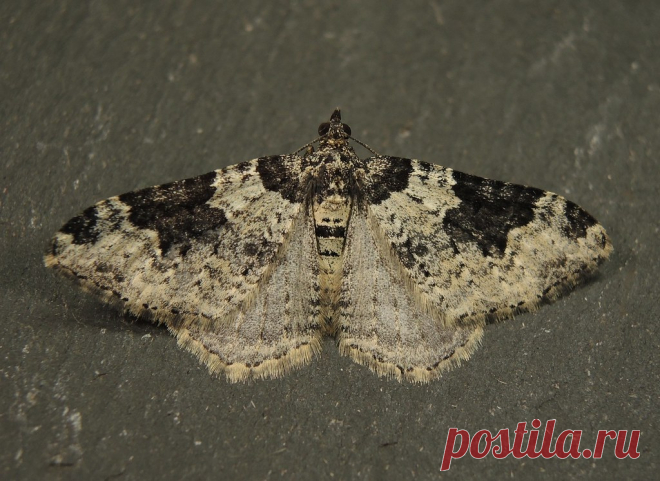 Garden Carpet (Xanthorhoe fluctuata) A Garden Carpet moth taken in my back garden, Chippenham, Wiltshire, UK on the 18th September 2020.