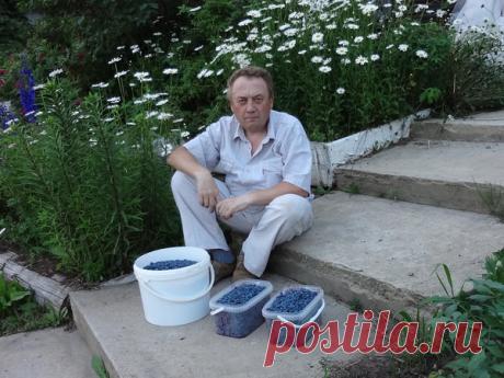 Узкие грядки. Секрет удивительного урожая Игоря Лядова