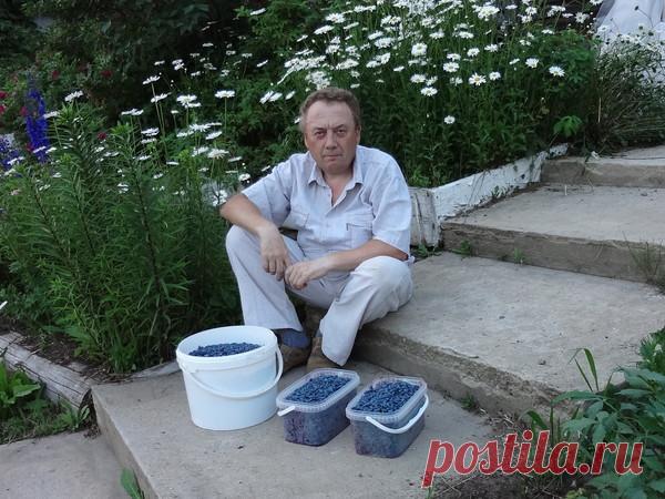 Узкие грядки. Секрет удивительного урожая Игоря Лядова