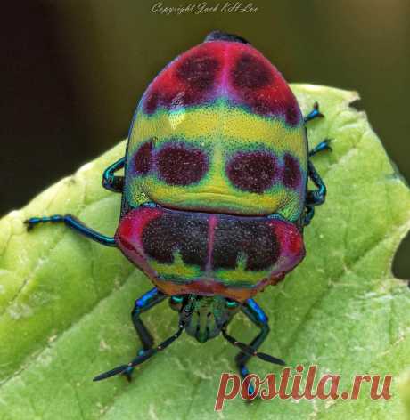 Jewel bug Explore pentagonjack's photos on Flickr. pentagonjack has uploaded 885 photos to Flickr.