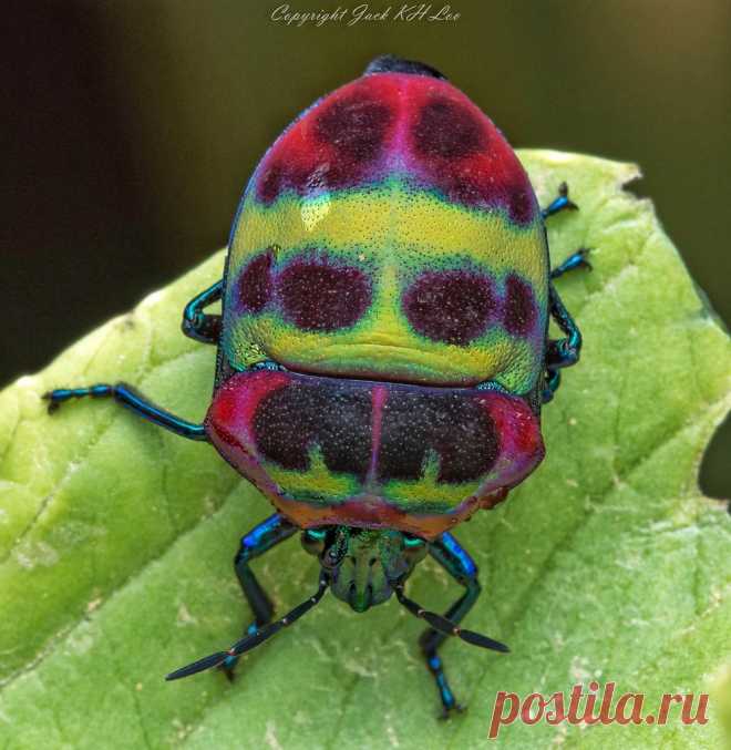 Jewel bug Explore pentagonjack's photos on Flickr. pentagonjack has uploaded 885 photos to Flickr.