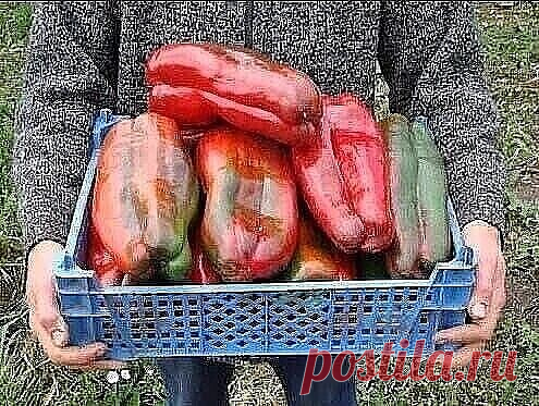 Аспирин для рассады перца. Перцы растут здоровые, большие и вкусные