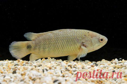Crazy "missing link" Darwin fish can breathe air, walk on land AND climb trees! | Inhabitat - Sustainable Design Innovation, Eco Architecture, Green Building