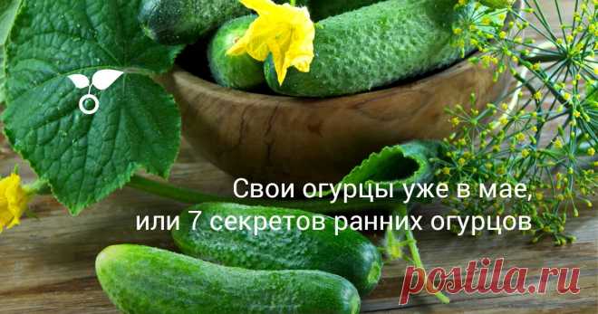 Свои огурцы уже в мае, или 7 секретов ранних огурцов Есть способы вырастить ранние огурцы и отведать сочных красавчиков со своей грядки еще в начале лета или даже в мае. Необходимо только учесть некоторые особенности этого растения. 7 секретов ранних огурцов откроем вам в этой статье.
