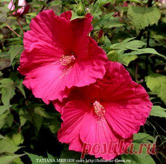 КОРНИ ТРАВЯНИСТЫХ ГИБИСКУСОВ НА ВЕСНУ 2018 г - № 8-17