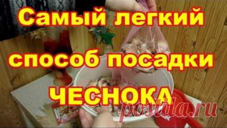 Простой способ посадки чеснока без укрытия под зиму