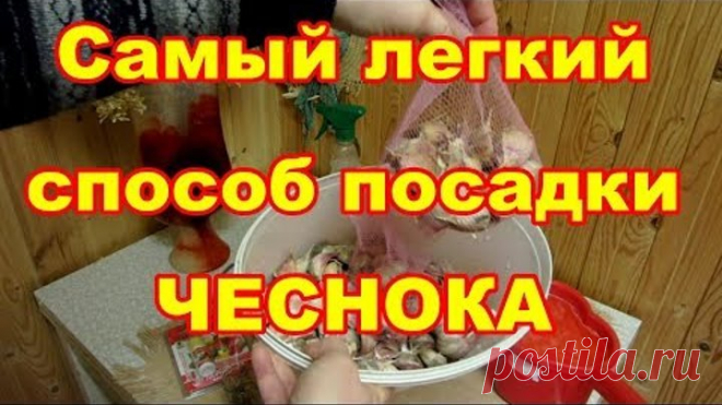 Простой способ посадки чеснока без укрытия под зиму