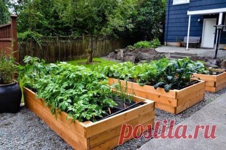 Какие грядки лучше для дачи? Отзывы бывалых дачников