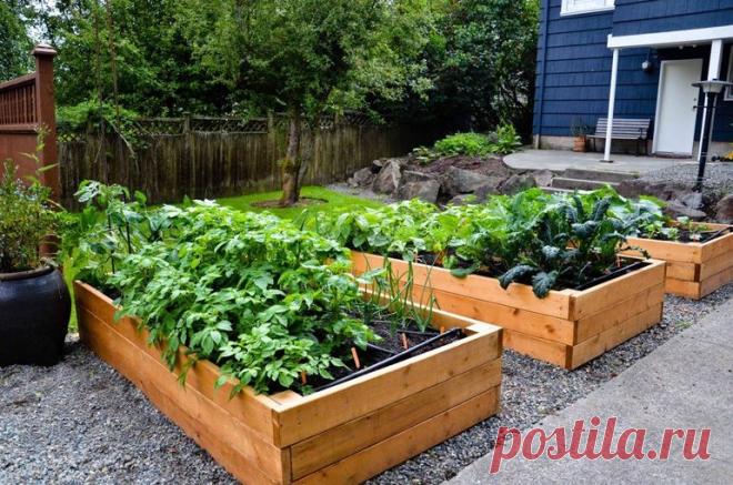 Какие грядки лучше для дачи? Отзывы бывалых дачников