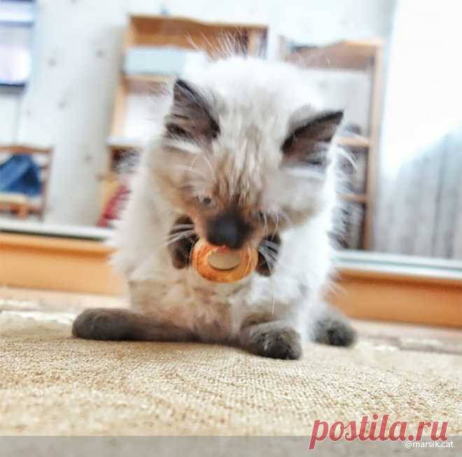 Коты и еда: 15 забавных фото - Леди Mail.Ru