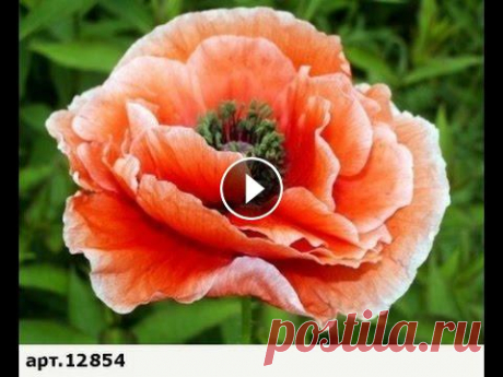 Вышивка крестом бискорню схемы Алмазная мозаика.Заходите!...
