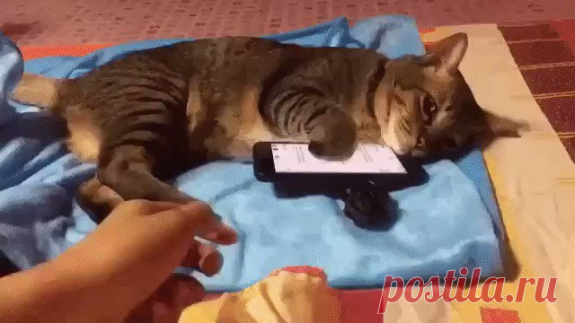 Заядлый геймер