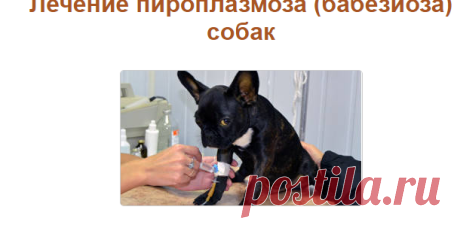 Лечение пироплазмоза собак