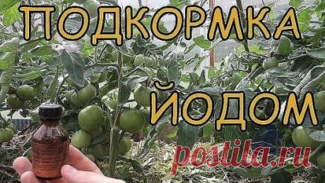 ВОСЕМЬ МАЛЕНЬКИХ СЕКРЕТИКОВ (САДОВОД - САДОВОДУ).
1. Йод для капусты.
В ведро воды добавить 40 капель йода. Когда начнет формироваться кочан, поливать капусту под растение по 1 литру.
2. Ускорение пророста.
Чтобы семена быстрее проросли их замачивают в растворе перекиси водорода (4%) на 12 часов (капуста), а семена помидоров и свеклы - на 24 часа. Для обеззараживания семян (вместо марганцовки) их обрабатывают 10% перекисью водорода 20 минут. Соотношение раствора и семян 1:1. Затем семена промы