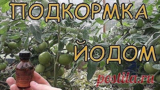 ВОСЕМЬ МАЛЕНЬКИХ СЕКРЕТИКОВ (САДОВОД - САДОВОДУ).
1. Йод для капусты.
В ведро воды добавить 40 капель йода. Когда начнет формироваться кочан, поливать капусту под растение по 1 литру.
2. Ускорение пророста.
Чтобы семена быстрее проросли их замачивают в растворе перекиси водорода (4%) на 12 часов (капуста), а семена помидоров и свеклы - на 24 часа. Для обеззараживания семян (вместо марганцовки) их обрабатывают 10% перекисью водорода 20 минут. Соотношение раствора и семян 1:1. Затем семена промы