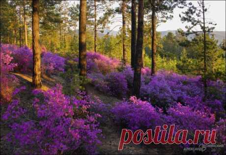 Плейкаст «Багульник ,удивительной красы Нежные создания, С каплей утренней росы Льют благоуханье.»