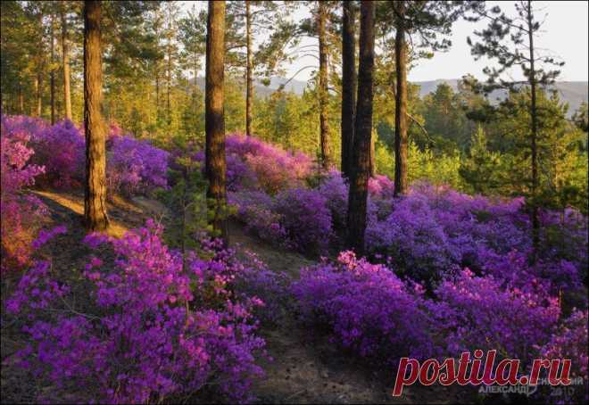 Плейкаст «Багульник ,удивительной красы Нежные создания, С каплей утренней росы Льют благоуханье.»