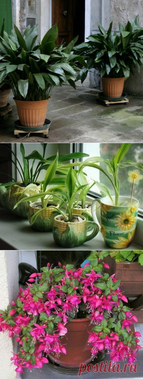 9 советов: как устроить сад на подоконнике - МирТесен