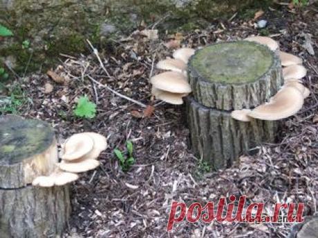 Грибы на даче | Дачная жизнь - сад, огород, дача