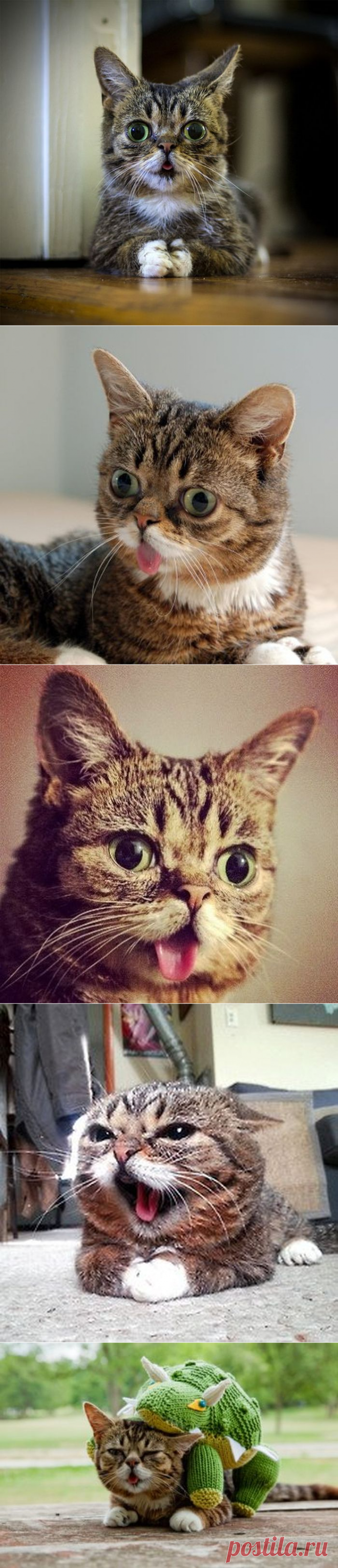 Чумовой кот (5 фото)