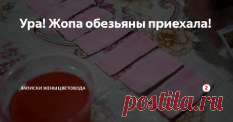 Ура! Жопа обезьяны приехала! С такими радостными криками мы бежали сегодня на почту. Цветоводы - они такие, да. Немножко сумасшедшие. Тем, кто думает, что мы тут занимаемся пересылкой обезьяньей расчлененки, нужно срочно бежать вот в этот пост, где я рассказываю, что "жопа обезьяны"- это просто такой сорт мухоловок.
Как видите, мы не ограничиваем себя только обезьяньими жопами, так что, если мухоловочки вырастут, будем рассма