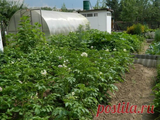 Луковая шелуха - клад для дачников
Мы порой проходим мимо старых и проверенных средств повышения урожая или борьбы с вредителями и болезнями.
Луковая шелуха — один из резервов повышения урожайности. Её отвар содержит полный набор таблицы Менделеева: кальций, калий, марганец, магний, железо, медь, селен, хром, бор, медь и т.д. Шелуха убивает патогенную микрофлору в почве, одновременно подкармливает растение микроэлементами. Действует на растения, как настойка женьшеня на человека. Отвар и насто