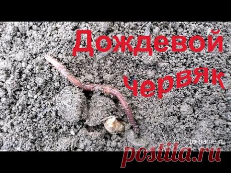 Дождевой червяк