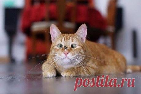 Бляха-муха...