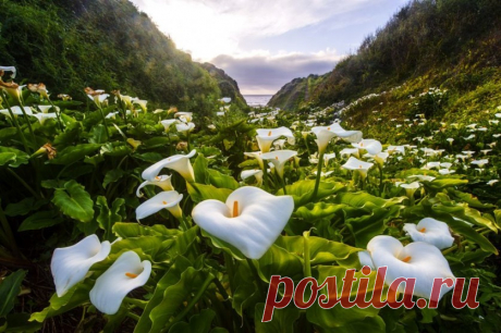 Каллы