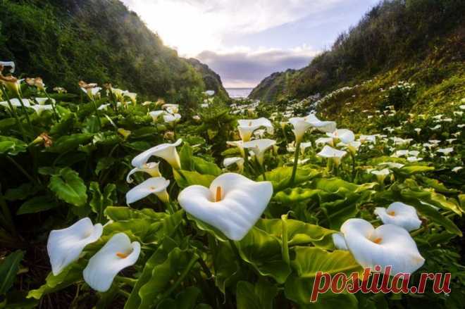 Каллы