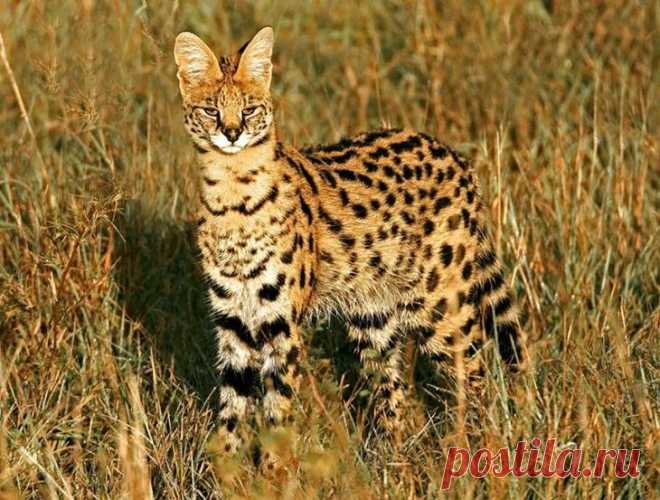 20 редких диких кошек - Сервал