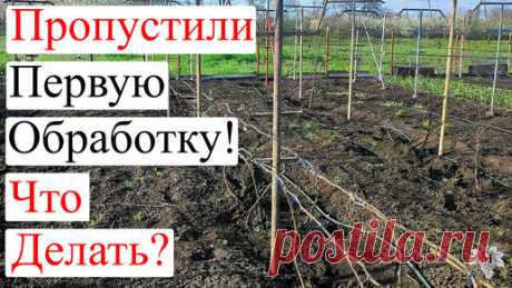 Виноград VM | Что ДЕЛАТЬ если пропустили ПЕРВУЮ ОБРАБОТКУ Винограда?
