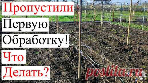 Виноград VM | Что ДЕЛАТЬ если пропустили ПЕРВУЮ ОБРАБОТКУ Винограда?
