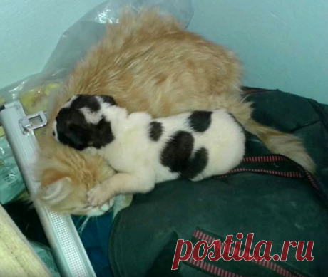 Кошка услышала вой брошенного щенка… Подошла, взяла за загривок и… в общем, у щенка теперь всё будет хорошо! Все мы знаем, что материнская любовь может проявиться в самый неожиданный момент, но зато она способна спасти не одну жизнь. Мы с вами уже не раз убеждались в том, что и животным не чуждо чувство сост…