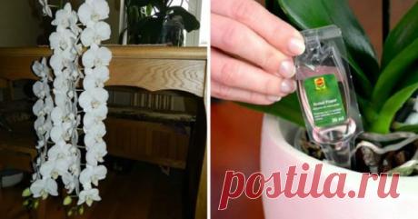 Невероятно! Всего одна деталь в уходе за орхидеями обеспечит их постоянное цветение! Все дело в особом виде подкормки!