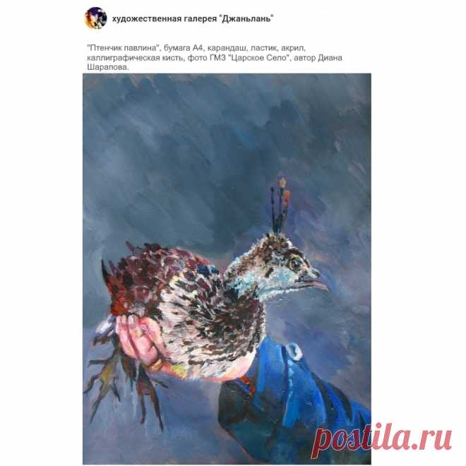 павлины